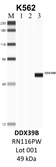 MBL_RN116PW_001_DDX39B.png<br>Caption: IP-WB analysis of K562 whole cell lysate using the DDX39B specific antibody, RN116PW. Lane 1 is 2.5% of five million whole cell lysate input. Lanes 2 and 3 are 50% of IP enrichment from five million whole cell lysate using normal IgG antibody and the DDX39B-specific antibody, RN116PW. The same antibody was used to detect protein levels via Western blot. This antibody passes preliminary validation and will be further pursued for secondary validation. *NOTE* Protein sizes are taken from Genecards.org and are only estimates based on sequence. Actual protein size may differ based on protein characteristics and electrophoresis method used.