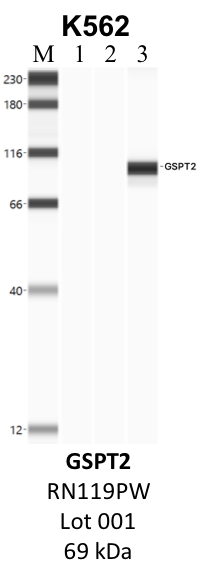 MBL_RN119PW_001_GSPT2.png<br>Caption: IP-WB analysis of K562 whole cell lysate using the GSPT2 specific antibody, RN119PW. Lane 1 is 2.5% of five million whole cell lysate input. Lanes 2 and 3 are 50% of IP enrichment from five million whole cell lysate using normal IgG antibody and the GSPT2-specific antibody, RN119PW. The same antibody was used to detect protein levels via Western blot. This antibody passes preliminary validation and will be further pursued for secondary validation. *NOTE* Protein sizes are taken from Genecards.org and are only estimates based on sequence. Actual protein size may differ based on protein characteristics and electrophoresis method used.