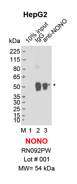 NONO_HepG2_MBL.png<br>Caption: IP-Western Blot analysis of HepG2 whole cell lysate using NONO specific antibody. Lane 1 is 2% of ten million whole cell lysate input (lane under '10% input') , lane 2 is 20% of IP enrichment using rabbit normal IgG (lane under 'IgG') and lane 3 is 20% IP enrichment using rabbit polyclonal anti-NONO antibody (lanes under 'anti-NONO'). Asterisk indicates heavy chain of antibody.