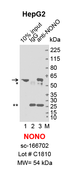 NONO_HepG2_sc.png<br>Caption: IP-Western Blot analysis of HepG2 whole cell lysate using NONO specific antibody. Lane 1 is 2% of ten million whole cell lysate input (lane under '10% input') , lane 2 is 20% of IP enrichment using mouse normal IgG (lane under 'IgG') and lane 3 is 20% IP enrichment using mouse monoclonal anti-NONO antibody (lanes under 'anti-NONO'). Asterisk indicates heavy and light chains of antibody.