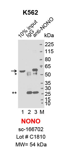 NONO_K562_sc.png<br>Caption: IP-Western Blot analysis of K562 whole cell lysate using NONO specific antibody. Lane 1 is 2% of ten million whole cell lysate input (lane under '10% input') , lane 2 is 20% of IP enrichment using mouse normal IgG (lane under 'IgG') and lane 3 is 20% IP enrichment using mouse monoclonal anti-NONO antibody (lanes under 'anti-NONO'). Asterisk indicates heavy and light chains of antibody.