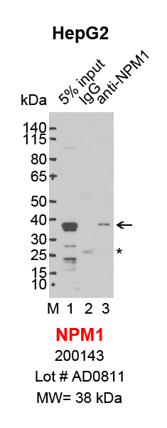 NPM1_HepG2.png<br>Caption: IP-Western Blot analysis of HepG2 whole cell lysate using NPM1 specific antibody. Lane 1 is 1.5% of ten million whole cell lysate input (lane under '5% input') , lane 2 is 30% of IP enrichment using mouse normal IgG (lane under 'IgG') and lane 3 is 30% IP enrichment using mouse monoclonal anti-NPM1 antibody (lanes under 'anti-NPM1'). Asterisk indicates light chain of antibody.