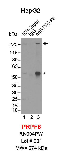 PRPF8_HepG2.png<br>Caption: IP-Western Blot analysis of HepG2 whole cell lysate using PRPF8 specific antibody. Lane 1 is 3% of ten million whole cell lysate input (lane under '10% input') , lane 2 is 30% of IP enrichment using rabbit normal IgG (lane under 'IgG') and lane 3 is 30% IP enrichment using rabbit monoclonal anti-PRPF8 antibody (lanes under 'anti-PRPF8'). Asterisk indicates non-specific band. Conformation specific secondary antibody (Cell Signaling Technology, #5127) was used for western blot.