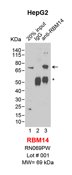 RBM14_HepG2.png<br>Caption: IP-Western Blot analysis of HepG2 whole cell lysate using RBM14 specific antibody. Lane 1 is 4% of ten million whole cell lysate input (lane under '20% input') , lane 2 is 20% of IP enrichment using rabbit normal IgG (lane under 'IgG') and lane 3 is 20% IP enrichment using rabbit monoclonal anti-RBM14 antibody (lanes under 'anti-RBM14'). Asterisk indicates heavy chain of antibody.