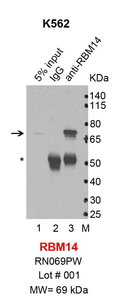 RBM14_K562.png<br>Caption: IP-Western Blot analysis of K562 whole cell lysate using RBM14 specific antibody. Lane 1 is 1% of ten million whole cell lysate input (lane under '5% input') , lane 2 is 20% of IP enrichment using rabbit normal IgG (lane under 'IgG') and lane 3 is 20% IP enrichment using rabbit monoclonal anti-RBM14 antibody (lanes under 'anti-RBM14'). Asterisk indicates heavy chain of antibody.