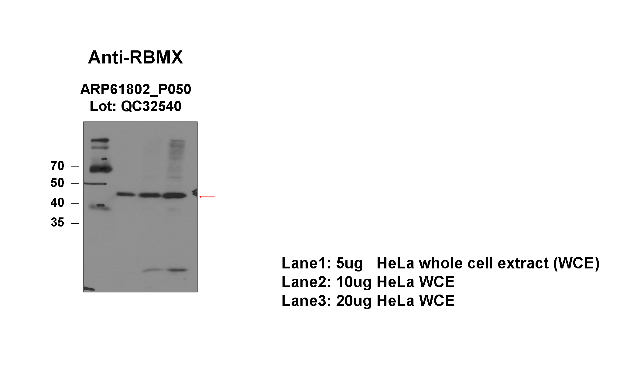 RBMX_aviva-1_WB_HeLa_Fu.png<br>Caption: Western blot analysis of lysates from HeLa cells using rabbit polyclonal to RBMX. The expected size is ~42.3kDa.