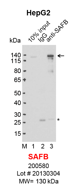 SAFB_HepG2.png<br>Caption: IP-Western Blot analysis of HepG2 whole cell lysate using SAFB specific antibody. Lane 1 is 2% of ten million whole cell lysate input (lane under '10% input') , lane 2 is 20% of IP enrichment using mouse normal IgG (lane under 'IgG') and lane 3 is 20% IP enrichment using mouse monoclonal anti-SAFB antibody (lanes under 'anti-SAFB'). Asterisk indicates light chain of antibody.