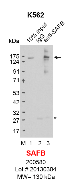 SAFB_K562.png<br>Caption: IP-Western Blot analysis of K562 whole cell lysate using SAFB specific antibody. Lane 1 is 2% of ten million whole cell lysate input (lane under '10% input') , lane 2 is 20% of IP enrichment using mouse normal IgG (lane under 'IgG') and lane 3 is 20% IP enrichment using mouse monoclonal anti-SAFB antibody (lanes under 'anti-SAFB').Asterisk indicates light chain of antibody.