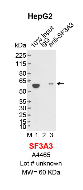 SF3A3_HepG2.png<br>Caption: IP-Western Blot analysis of HepG2 whole cell lysate using SF3A3 specific antibody. Lane 1 is 2% of ten million whole cell lysate input (lane under '10% input') , lane 2 is 20% of IP enrichment using rabbit normal IgG (lane under 'IgG') and lane 3 is 20% IP enrichment using rabbit polyclonal anti-SF3A3 antibody (lanes under 'anti-SF3A3'). Conformation specific secondary antibody (Cell Signaling Technology, #5127) was used for western blot.