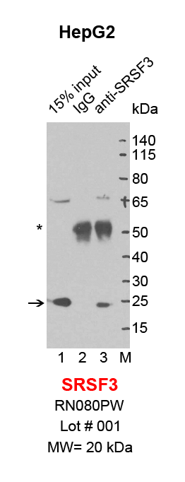 SRSF3_HepG2.png<br>Caption: IP-Western Blot analysis of HepG2 whole cell lysate using SRSF3 specific antibody. Lane 1 is 3% of ten million whole cell lysate input (lane under '15% input') , lane 2 is 20% of IP enrichment using rabbit normal IgG (lane under 'IgG') and lane 3 is 20% IP enrichment using rabbit polyclonal anti-SRSF3 antibody (lanes under 'anti-SRSF3'). Asterisk indicates heavy chain of antibody.