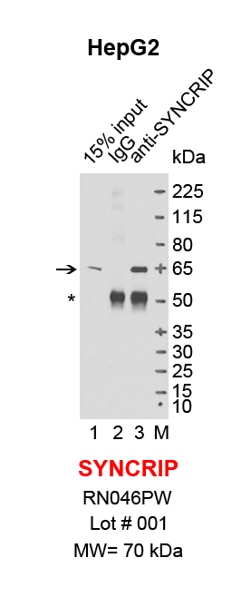 SYNCRIP_HepG2.png<br>Caption: IP-Western Blot analysis of HepG2 whole cell lysate using SYNCRIP specific antibody. Lane 1 is 3% of ten million whole cell lysate input (lane under '15% input') , lane 2 is 20% of IP enrichment using rabbit normal IgG (lane under 'IgG') and lane 3 is 20% IP enrichment using rabbit polyclonal anti-SYNCRIP antibody (lanes under 'anti-SYNCRIP'). Asterisk indicates heavy chain of antibody.