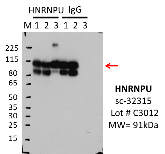 Santa%20Cruz_sc-32315_C3012_HNRNPU_K562.png<br>Caption: IP-WB characterization of HNRNPU specific antibody in K562 cell line . Lane 1 is 2.5% of five million K562 whole cell lysate Input, lane 2 is 2.5% of supernatant after immunoprecipitation and Lane 3 is 50% of IP enrichment using mouse monoclonal hnRNP U Antibody (3G6). This antibody passes preliminary validation and will be further pursued for primary and secondary validation.