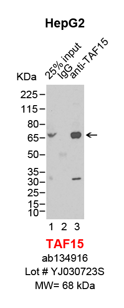 TAF15_HepG2.png<br>Caption: IP-Western Blot analysis of HepG2 whole cell lysate using TAF15 specific antibody. Lane 1 is 5% of ten million whole cell lysate input (lane under '25% input') , lane 2 is 20% of IP enrichment using rabbit normal IgG (lane under 'IgG') and lane 3 is 20% IP enrichment using rabbit monoclonal anti-TAF15 antibody (lanes under 'anti-TAF15').