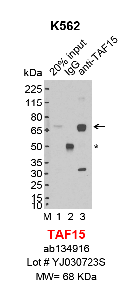 TAF15_K562.png<br>Caption: IP-Western Blot analysis of K562 whole cell lysate using TAF15 specific antibody. Lane 1 is 4% of ten million whole cell lysate input (lane under '20% input') , lane 2 is 20% of IP enrichment using rabbit normal IgG (lane under 'IgG') and lane 3 is 20% IP enrichment using rabbit monoclonal anti-TAF15 antibody (lanes under 'anti-TAF15'). Asterisk indicates heavy chain of antibody.