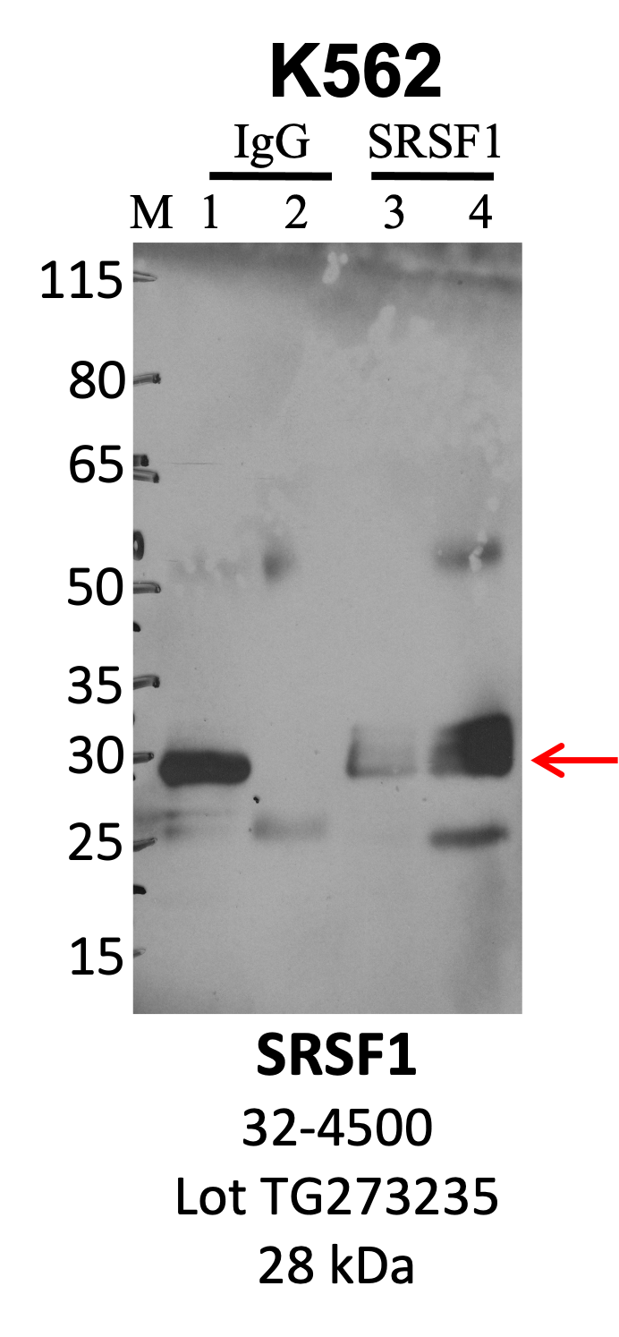 ThermoFisher_32-4500_TG273235_SRSF1.png<br>Caption: IP-WB analysis of K562 whole cell lysate using the SRSF1 specific antibody, 32-4500. Lanes 1 and 3 are 2.5% of five million whole cell lysate input. Lanes 2 and 4 are 50% of IP enrichment from five million whole cell lysate using normal IgG antibody and the SRSF1-specific antibody, 32-4500. The same antibody was used to detect protein levels via Western blot. This antibody passes preliminary validation and will be further pursued for secondary validation. *NOTE* Protein sizes are taken from Genecards.org and are only estimates based on sequence. Actual protein size may differ based on protein characteristics and electrophoresis method used.