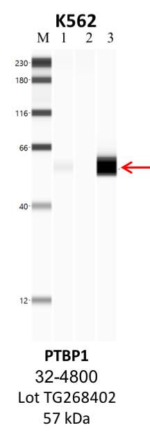 ThermoFisher_32-4800_TG268402_PTBP1.png<br>Caption: IP-WB analysis of K562 whole cell lysate using the PTBP1 specific antibody, 32-4800. Lane 1 is 2.5% of five million whole cell lysate input. Lanes 2 and 3 are 50% of IP enrichment from five million whole cell lysate using normal IgG antibody and the PTBP1-specific antibody, 32-4800. The same antibody was used to detect protein levels via Western blot. This antibody passes preliminary validation and will be further pursued for secondary validation. *NOTE* Protein sizes are taken from Genecards.org and are only estimates based on sequence. Actual protein size may differ based on protein characteristics and electrophoresis method used.