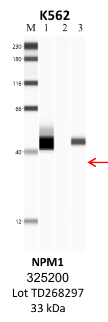 ThermoFisher_325200_TD26297_NPM1.png<br>Caption: IP-WB analysis of K562 whole cell lysate using the NPM1 specific antibody, 325200. Lane 1 is 2.5% of five million whole cell lysate input. Lanes 2 and 3 are 50% of IP enrichment from five million whole cell lysate using normal IgG antibody and the NPM1-specific antibody, 325200. The same antibody was used to detect protein levels via Western blot. This antibody passes preliminary validation and will be further pursued for secondary validation. *NOTE* Protein sizes are taken from Genecards.org and are only estimates based on sequence. Actual protein size may differ based on protein characteristics and electrophoresis method used.