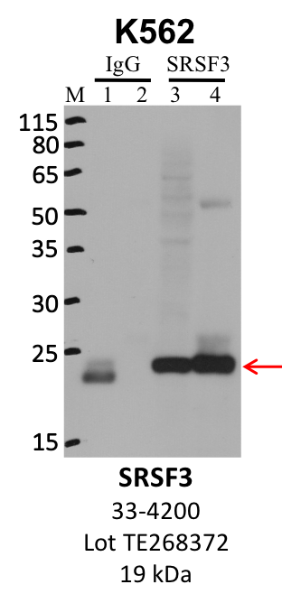 ThermoFisher_33-4200_TE268372_SRSF3.png<br>Caption: IP-WB analysis of K562 whole cell lysate using the SRSF3 specific antibody, 33-4200. Lanes 1 and 3 are 2.5% of five million whole cell lysate input. Lanes 2 and 4 are 50% of IP enrichment from five million whole cell lysate using normal IgG antibody and the SRSF3-specific antibody, 33-4200. The same antibody was used to detect protein levels via Western blot. This antibody passes preliminary validation and will be further pursued for secondary validation. *NOTE* Protein sizes are taken from Genecards.org and are only estimates based on sequence. Actual protein size may differ based on protein characteristics and electrophoresis method used.