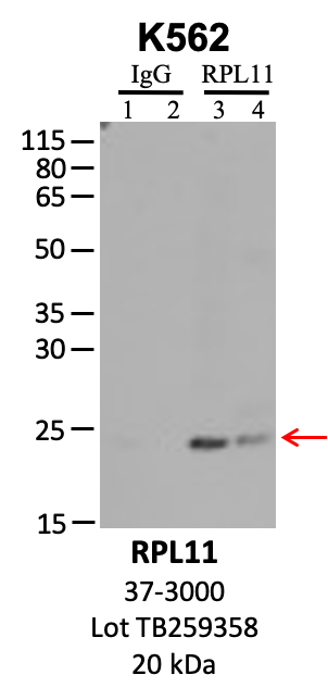 ThermoFisher_37-3000_TB259358_RPL11.png<br>Caption: IP-WB analysis of K562 whole cell lysate using the RPL11 specific antibody, 37-3000. Lanes 1 and 3 are 2.5% of five million whole cell lysate input. Lanes 2 and 4 are 50% of IP enrichment from five million whole cell lysate using normal IgG antibody and the RPL11-specific antibody, 37-3000. The same antibody was used to detect protein levels via Western blot. This antibody passes preliminary validation and will be further pursued for secondary validation. *NOTE* Protein sizes are taken from Genecards.org and are only estimates based on sequence. Actual protein size may differ based on protein characteristics and electrophoresis method used.