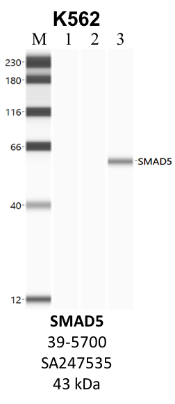 ThermoFisher_39-5700_SA247535_SMAD5.png<br>Caption: IP-WB analysis of K562 whole cell lysate using the SMAD5 specific antibody, 39-5700. Lane 1 is 2.5% of five million whole cell lysate input. Lanes 2 and 3 are 50% of IP enrichment from five million whole cell lysate using normal IgG antibody and the SMAD5-specific antibody, 39-5700. The same antibody was used to detect protein levels via Western blot. This antibody passes preliminary validation and will be further pursued for secondary validation. *NOTE* Protein sizes are taken from Genecards.org and are only estimates based on sequence. Actual protein size may differ based on protein characteristics and electrophoresis method used.