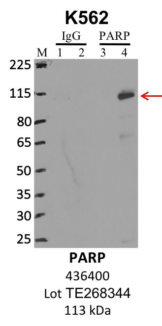 ThermoFisher_436400_TE268344_PARP.png<br>Caption: IP-WB analysis of K562 whole cell lysate using the PARP specific antibody, 436400. Lanes 1 and 3 are 2.5% of five million whole cell lysate input. Lanes 2 and 4 are 50% of IP enrichment from five million whole cell lysate using normal IgG antibody and the PARP-specific antibody, 436400. The same antibody was used to detect protein levels via Western blot. This antibody passes preliminary validation and will be further pursued for secondary validation. *NOTE* Protein sizes are taken from Genecards.org and are only estimates based on sequence. Actual protein size may differ based on protein characteristics and electrophoresis method used.