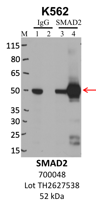 ThermoFisher_700048_TH2627538_SMAD2.png<br>Caption: IP-WB analysis of K562 whole cell lysate using the SMAD2 specific antibody, 700048. Lanes 1 and 3 are 2.5% of five million whole cell lysate input. Lanes 2 and 4 are 50% of IP enrichment from five million whole cell lysate using normal IgG antibody and the SMAD2-specific antibody, 700048. The same antibody was used to detect protein levels via Western blot. This antibody passes preliminary validation and will be further pursued for secondary validation. *NOTE* Protein sizes are taken from Genecards.org and are only estimates based on sequence. Actual protein size may differ based on protein characteristics and electrophoresis method used.