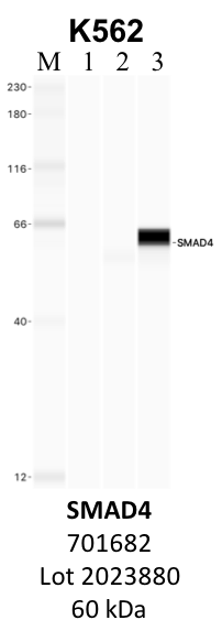 ThermoFisher_701682_2023880_SMAD4.png<br>Caption: IP-WB analysis of K562 whole cell lysate using the SMAD4 specific antibody, 701682. Lane 1 is 2.5% of five million whole cell lysate input. Lanes 2 and 3 are 50% of IP enrichment from five million whole cell lysate using normal IgG antibody and the SMAD4-specific antibody, 701682. The same antibody was used to detect protein levels via Western blot. This antibody passes preliminary validation and will be further pursued for secondary validation. *NOTE* Protein sizes are taken from Genecards.org and are only estimates based on sequence. Actual protein size may differ based on protein characteristics and electrophoresis method used.