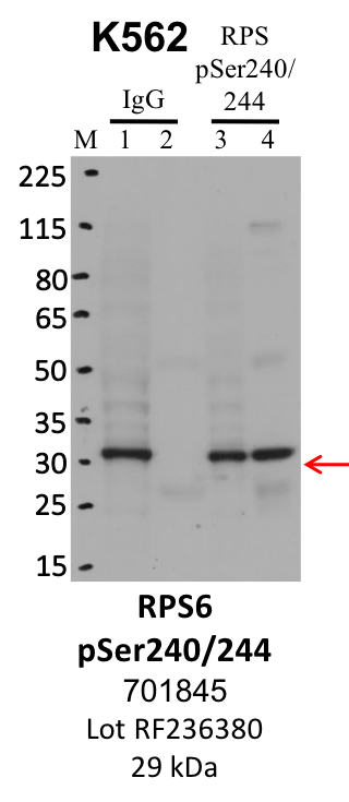 ThermoFisher_701845_RF236380_RPS6pSer240-244.png<br>Caption: IP-WB analysis of K562 whole cell lysate using the RPS6 pSer240, Ser244 specific antibody, 701845. Lanes 1 and 3 are 2.5% of five million whole cell lysate input. Lanes 2 and 4 are 50% of IP enrichment from five million whole cell lysate using normal IgG antibody and the RPS6 pSer240, Ser244-specific antibody, 701845. The same antibody was used to detect protein levels via Western blot. This antibody passes preliminary validation and will be further pursued for secondary validation. *NOTE* Protein sizes are taken from Genecards.org and are only estimates based on sequence. Actual protein size may differ based on protein characteristics and electrophoresis method used.