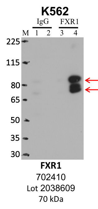 ThermoFisher_702410_2038609_FXR1.png<br>Caption: IP-WB analysis of K562 whole cell lysate using the FXR1 specific antibody, 702410. Lanes 1 and 3 are 2.5% of five million whole cell lysate input. Lanes 2 and 4 are 50% of IP enrichment from five million whole cell lysate using normal IgG antibody and the FXR1-specific antibody, 702410. The same antibody was used to detect protein levels via Western blot. This antibody passes preliminary validation and will be further pursued for secondary validation. *NOTE* Protein sizes are taken from Genecards.org and are only estimates based on sequence. Actual protein size may differ based on protein characteristics and electrophoresis method used.