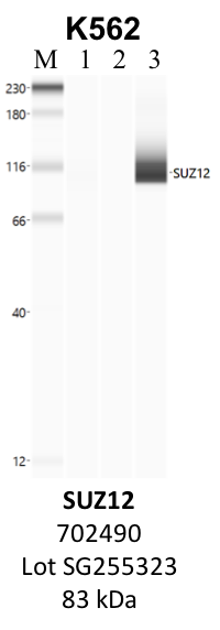 ThermoFisher_702490_SG255323_SUZ12.png<br>Caption: IP-WB analysis of K562 whole cell lysate using the SUZ12 specific antibody, 702490. Lane 1 is 2.5% of five million whole cell lysate input. Lanes 2 and 3 are 50% of IP enrichment from five million whole cell lysate using normal IgG antibody and the SUZ12-specific antibody, 702490. The same antibody was used to detect protein levels via Western blot. This antibody passes preliminary validation and will be further pursued for secondary validation. *NOTE* Protein sizes are taken from Genecards.org and are only estimates based on sequence. Actual protein size may differ based on protein characteristics and electrophoresis method used.