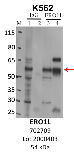 ThermoFisher_702709_2000403_ERO1L.png<br>Caption: IP-WB analysis of K562 whole cell lysate using the ERO1L specific antibody, 702709. Lanes 1 and 3 are 2.5% of five million whole cell lysate input. Lanes 2 and 4 are 50% of IP enrichment from five million whole cell lysate using normal IgG antibody and the ERO1L-specific antibody, 702709. The same antibody was used to detect protein levels via Western blot. This antibody passes preliminary validation and will be further pursued for secondary validation. *NOTE* Protein sizes are taken from Genecards.org and are only estimates based on sequence. Actual protein size may differ based on protein characteristics and electrophoresis method used.