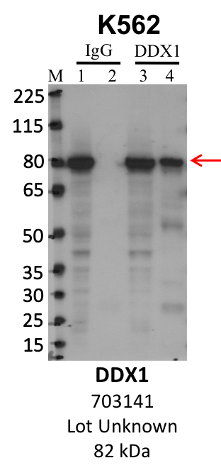 ThermoFisher_703141_Unknown_DDX1.png<br>Caption: IP-WB analysis of K562 whole cell lysate using the DDX1 specific antibody, 703141. Lanes 1 and 3 are 2.5% of five million whole cell lysate input. Lanes 2 and 4 are 50% of IP enrichment from five million whole cell lysate using normal IgG antibody and the DDX1-specific antibody, 703141. The same antibody was used to detect protein levels via Western blot. This antibody passes preliminary validation and will be further pursued for secondary validation. *NOTE* Protein sizes are taken from Genecards.org and are only estimates based on sequence. Actual protein size may differ based on protein characteristics and electrophoresis method used.