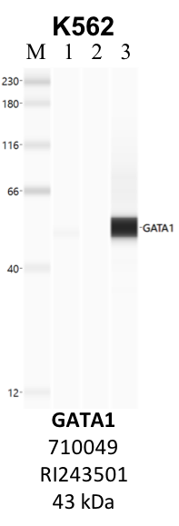 ThermoFisher_710049_RI243501_GATA1.png<br>Caption: IP-WB analysis of K562 whole cell lysate using the GATA1 specific antibody, 710049. Lane 1 is 2.5% of five million whole cell lysate input. Lanes 2 and 3 are 50% of IP enrichment from five million whole cell lysate using normal IgG antibody and the GATA1-specific antibody, 710049. The same antibody was used to detect protein levels via Western blot. This antibody passes preliminary validation and will be further pursued for secondary validation. *NOTE* Protein sizes are taken from Genecards.org and are only estimates based on sequence. Actual protein size may differ based on protein characteristics and electrophoresis method used.