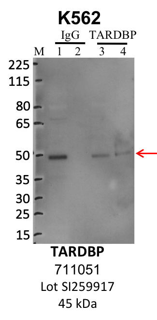 ThermoFisher_711051_SI259917_TARDBP.png<br>Caption: IP-WB analysis of K562 whole cell lysate using the TARDBP specific antibody, 711051. Lanes 1 and 3 are 2.5% of five million whole cell lysate input. Lanes 2 and 4 are 50% of IP enrichment from five million whole cell lysate using normal IgG antibody and the TARDBP-specific antibody, 711051. The same antibody was used to detect protein levels via Western blot. This antibody passes preliminary validation and will be further pursued for secondary validation. *NOTE* Protein sizes are taken from Genecards.org and are only estimates based on sequence. Actual protein size may differ based on protein characteristics and electrophoresis method used.