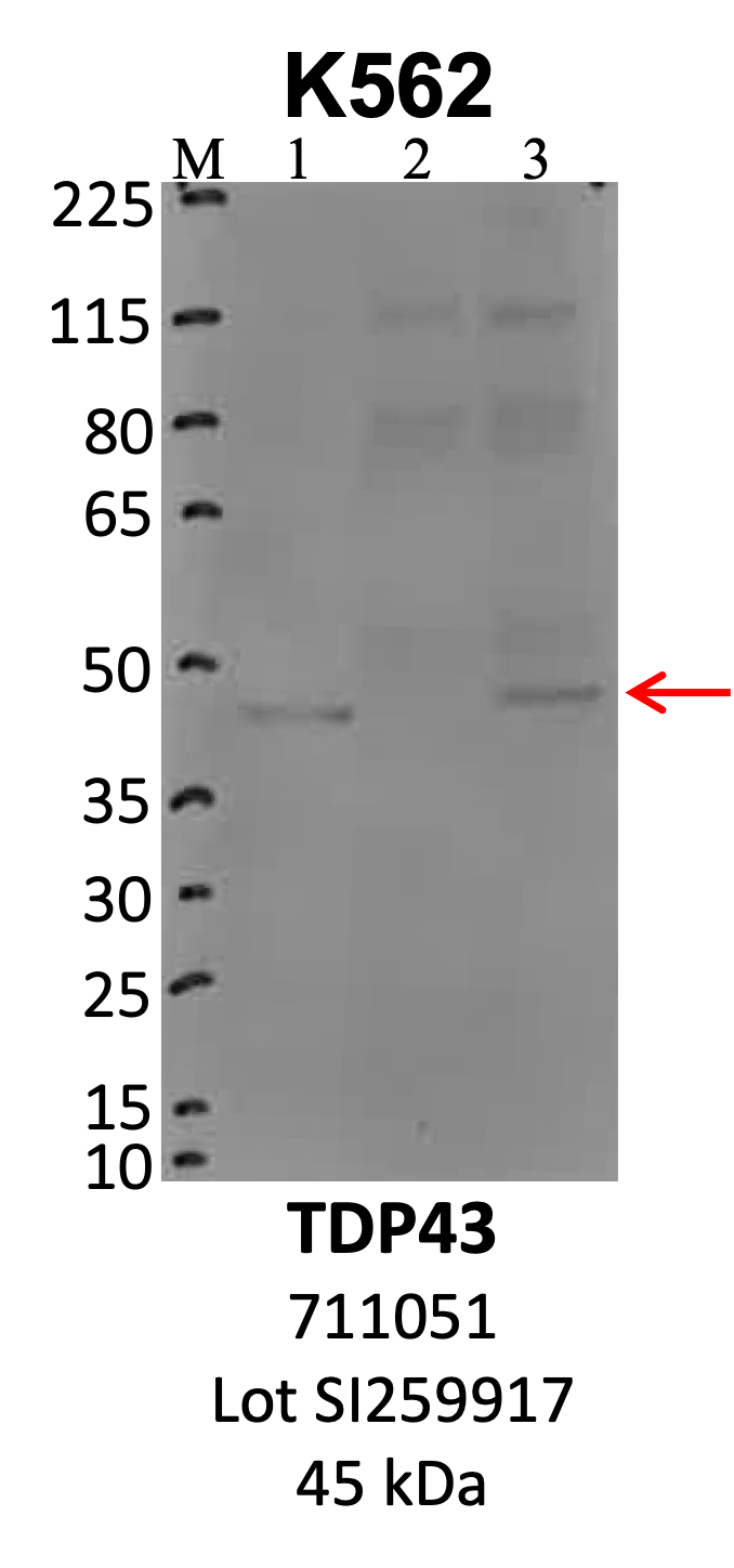 ThermoFisher_711051_SI259917_TARDBP_HepG2.png<br>Caption: IP-WB analysis of HepG2 whole cell lysate using the TARDBP specific antibody, 711051. Lanes 1 and 2 are 2.5% of five million whole cell lysate input and 50% of IP enrichment using a normal IgG antibody, respectively. Lane 3 is 50% of IP enrichment from five million whole cell lysate using the TARDBP-specific antibody, 711051. The same antibody was used to detect protein levels via Western blot. This antibody passes preliminary validation and will be further pursued for secondary validation. *NOTE* Protein sizes are taken from Genecards.org and are only estimates based on sequence. Actual protein size may differ based on protein characteristics and electrophoresis method used.