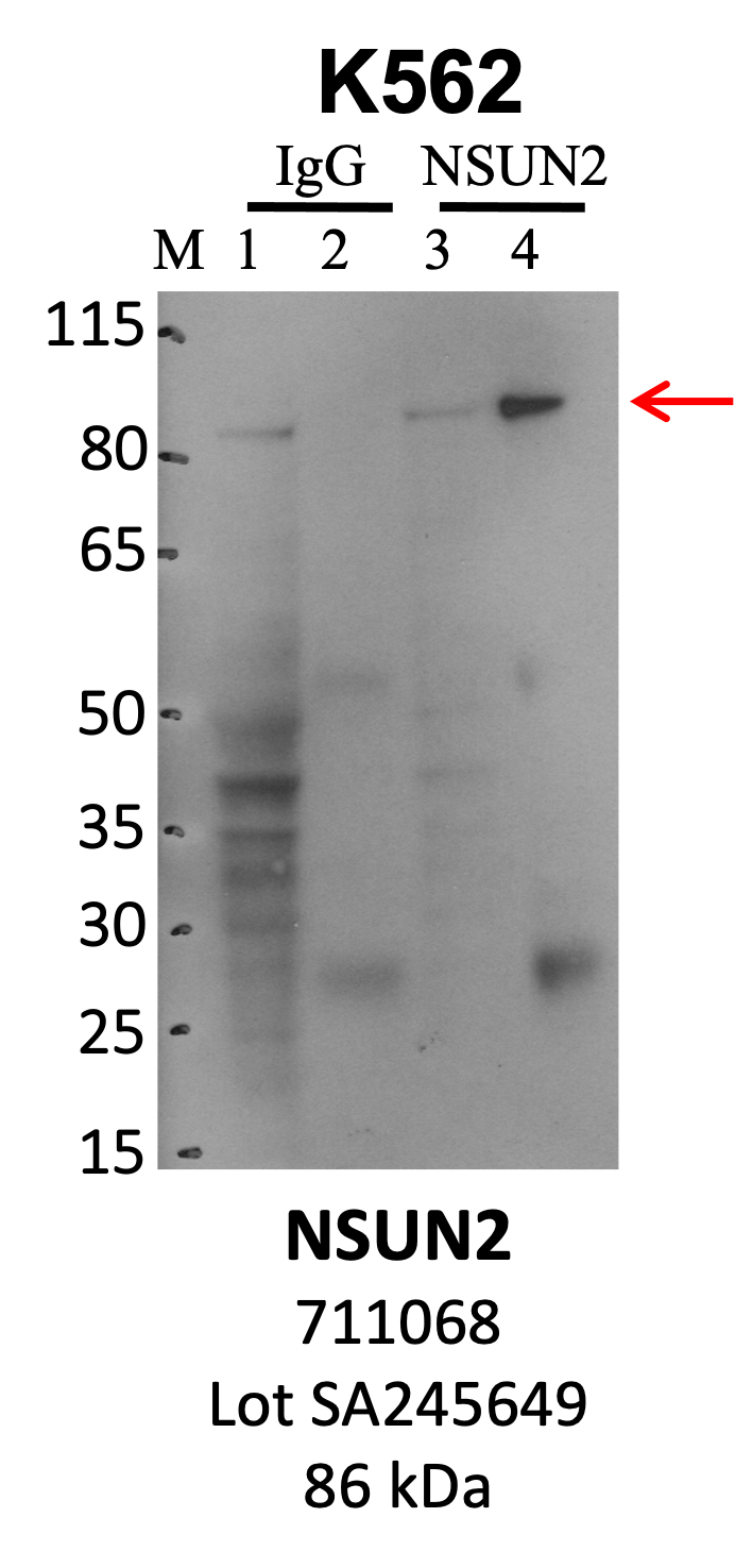 ThermoFisher_711068_SA245649_NSUN2.png<br>Caption: IP-WB analysis of K562 whole cell lysate using the NSUN2 specific antibody, 711068. Lanes 1 and 3 are 2.5% of five million whole cell lysate input. Lanes 2 and 4 are 50% of IP enrichment from five million whole cell lysate using normal IgG antibody and the NSUN2-specific antibody, 711068. The same antibody was used to detect protein levels via Western blot. This antibody passes preliminary validation and will be further pursued for secondary validation. *NOTE* Protein sizes are taken from Genecards.org and are only estimates based on sequence. Actual protein size may differ based on protein characteristics and electrophoresis method used.