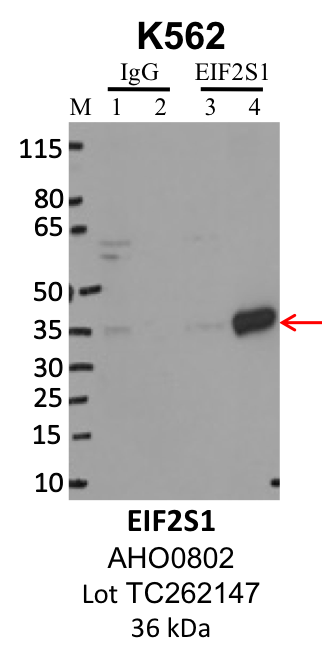 ThermoFisher_AHO0802_TC262147_EIF2S1.png<br>Caption: IP-WB analysis of K562 whole cell lysate using the EIF2S1 specific antibody, AHO0802. Lanes 1 and 3 are 2.5% of five million whole cell lysate input. Lanes 2 and 4 are 50% of IP enrichment from five million whole cell lysate using normal IgG antibody and the EIF2S1-specific antibody, AHO0802. The same antibody was used to detect protein levels via Western blot. This antibody passes preliminary validation and will be further pursued for secondary validation. *NOTE* Protein sizes are taken from Genecards.org and are only estimates based on sequence. Actual protein size may differ based on protein characteristics and electrophoresis method used.