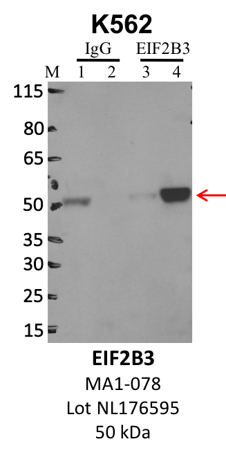 ThermoFisher_MA1-078_NL176595_EIF2B3.png<br>Caption: IP-WB analysis of K562 whole cell lysate using the EIF2B3 specific antibody, MA1-078. Lanes 1 and 3 are 2.5% of five million whole cell lysate input. Lanes 2 and 4 are 50% of IP enrichment from five million whole cell lysate using normal IgG antibody and the EIF2B3-specific antibody, MA1-078. The same antibody was used to detect protein levels via Western blot. This antibody passes preliminary validation and will be further pursued for secondary validation. *NOTE* Protein sizes are taken from Genecards.org and are only estimates based on sequence. Actual protein size may differ based on protein characteristics and electrophoresis method used.