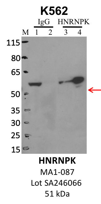 ThermoFisher_MA1-087_SA246066_HNRNPK.png<br>Caption: IP-WB analysis of K562 whole cell lysate using the HNRNPK specific antibody, MA1-087. Lanes 1 and 3 are 2.5% of five million whole cell lysate input. Lanes 2 and 4 are 50% of IP enrichment from five million whole cell lysate using normal IgG antibody and the HNRNPK-specific antibody, MA1-087. The same antibody was used to detect protein levels via Western blot. This antibody passes preliminary validation and will be further pursued for secondary validation. *NOTE* Protein sizes are taken from Genecards.org and are only estimates based on sequence. Actual protein size may differ based on protein characteristics and electrophoresis method used.