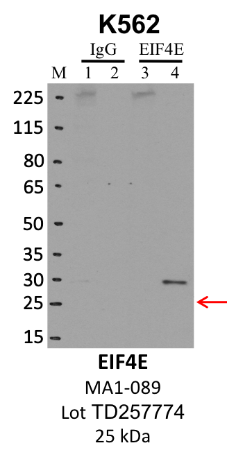 ThermoFisher_MA1-089_TD257774_EIF4E.png<br>Caption: IP-WB analysis of K562 whole cell lysate using the EIF4E specific antibody, MA1-089. Lanes 1 and 3 are 2.5% of five million whole cell lysate input. Lanes 2 and 4 are 50% of IP enrichment from five million whole cell lysate using normal IgG antibody and the EIF4E-specific antibody, MA1-089. The same antibody was used to detect protein levels via Western blot. This antibody passes preliminary validation and will be further pursued for secondary validation. *NOTE* Protein sizes are taken from Genecards.org and are only estimates based on sequence. Actual protein size may differ based on protein characteristics and electrophoresis method used.