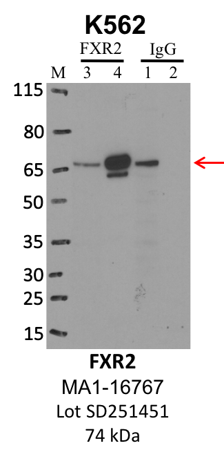 ThermoFisher_MA1-16767_SD251451_FXR2.png<br>Caption: IP-WB analysis of K562 whole cell lysate using the FXR2 specific antibody, MA1-16767. Lanes 1 and 3 are 2.5% of five million whole cell lysate input. Lanes 2 and 4 are 50% of IP enrichment from five million whole cell lysate using normal IgG antibody and the FXR2-specific antibody, MA1-16767. The same antibody was used to detect protein levels via Western blot. This antibody passes preliminary validation and will be further pursued for secondary validation. *NOTE* Protein sizes are taken from Genecards.org and are only estimates based on sequence. Actual protein size may differ based on protein characteristics and electrophoresis method used.