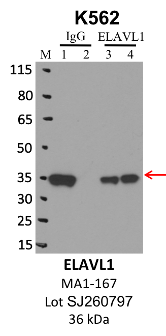 ThermoFisher_MA1-167_SJ260797_ELAVL1.png<br>Caption: IP-WB analysis of K562 whole cell lysate using the ELAVL1 specific antibody, MA1-167. Lanes 1 and 3 are 2.5% of five million whole cell lysate input. Lanes 2 and 4 are 50% of IP enrichment from five million whole cell lysate using normal IgG antibody and the ELAVL1-specific antibody, MA1-167, respectively. The same antibody was used to detect protein levels via Western blot. This antibody passes preliminary validation and will be further pursued for secondary validation. *NOTE* Protein sizes are taken from Genecards.org and are only estimates based on sequence. Actual protein size may differ based on protein characteristics and electrophoresis method used.