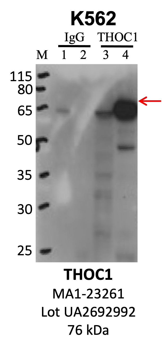 ThermoFisher_MA1-23261_UA2692992_THOC1.png<br>Caption: IP-WB analysis of K562 whole cell lysate using the THOC1 specific antibody, MA1-23261. Lanes 1 and 3 are 2.5% of five million whole cell lysate input. Lanes 2 and 4 are 50% of IP enrichment from five million whole cell lysate using normal IgG antibody and the THOC1-specific antibody, MA1-23261. The same antibody was used to detect protein levels via Western blot. This antibody passes preliminary validation and will be further pursued for secondary validation. *NOTE* Protein sizes are taken from Genecards.org and are only estimates based on sequence. Actual protein size may differ based on protein characteristics and electrophoresis method used.