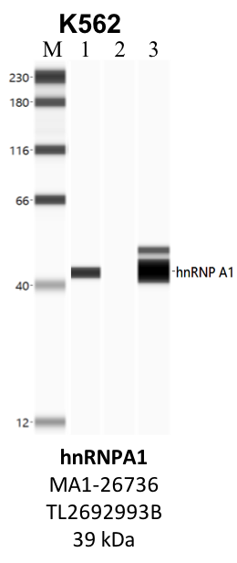 ThermoFisher_MA1-26736_TL2692993B_HNRNPA1.png<br>Caption: IP-WB analysis of K562 whole cell lysate using the HNRNPA1 specific antibody, MA1-26736. Lane 1 is 2.5% of five million whole cell lysate input. Lanes 2 and 3 are 50% of IP enrichment from five million whole cell lysate using normal IgG antibody and the HNRNPA1-specific antibody, MA1-26736. The same antibody was used to detect protein levels via Western blot. This antibody passes preliminary validation and will be further pursued for secondary validation. *NOTE* Protein sizes are taken from Genecards.org and are only estimates based on sequence. Actual protein size may differ based on protein characteristics and electrophoresis method used.