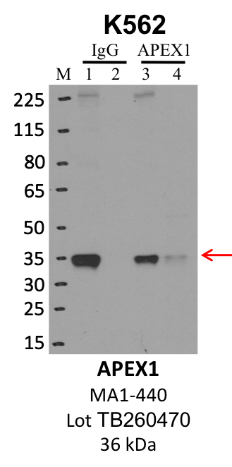 ThermoFisher_MA1-440_TB260470_APEX1.png<br>Caption: IP-WB analysis of K562 whole cell lysate using the APEX1 specific antibody, MA1-440. Lanes 1 and 3 are 2.5% of five million whole cell lysate input. Lanes 2 and 4 are 50% of IP enrichment from five million whole cell lysate using normal IgG antibody and the APEX1-specific antibody, MA1-440. The same antibody was used to detect protein levels via Western blot. This antibody passes preliminary validation and will be further pursued for secondary validation. *NOTE* Protein sizes are taken from Genecards.org and are only estimates based on sequence. Actual protein size may differ based on protein characteristics and electrophoresis method used.