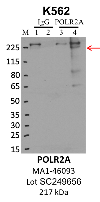 ThermoFisher_MA1-46093_SC249656_POLR2A.png<br>Caption: IP-WB analysis of K562 whole cell lysate using the POLR2A specific antibody, MA1-46093. Lanes 1 and 3 are 2.5% of five million whole cell lysate input. Lanes 2 and 4 are 50% of IP enrichment from five million whole cell lysate using normal IgG antibody and the POLR2A-specific antibody, MA1-46093. The same antibody was used to detect protein levels via Western blot. This antibody passes preliminary validation and will be further pursued for secondary validation. *NOTE* Protein sizes are taken from Genecards.org and are only estimates based on sequence. Actual protein size may differ based on protein characteristics and electrophoresis method used.