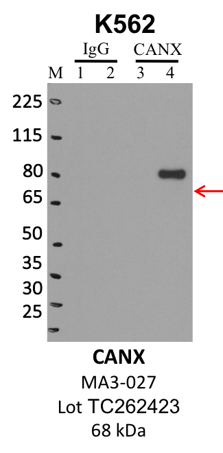 ThermoFisher_MA3-027_TC262423_CANX.png<br>Caption: IP-WB analysis of K562 whole cell lysate using the CANX specific antibody, MA3-027. Lanes 1 and 3 are 2.5% of five million whole cell lysate input. Lanes 2 and 4 are 50% of IP enrichment from five million whole cell lysate using normal IgG antibody and the CANX-specific antibody, MA3-027. The same antibody was used to detect protein levels via Western blot. This antibody passes preliminary validation and will be further pursued for secondary validation. *NOTE* Protein sizes are taken from Genecards.org and are only estimates based on sequence. Actual protein size may differ based on protein characteristics and electrophoresis method used.