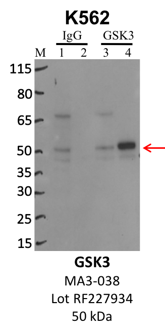 ThermoFisher_MA3-038_RF227934_GSK3.png<br>Caption: IP-WB analysis of K562 whole cell lysate using the GSK3 specific antibody, MA3-038. Lanes 1 and 3 are 2.5% of five million whole cell lysate input. Lanes 2 and 4 are 50% of IP enrichment from five million whole cell lysate using normal IgG antibody and the GSK3-specific antibody, MA3-038. The same antibody was used to detect protein levels via Western blot. This antibody passes preliminary validation and will be further pursued for secondary validation. *NOTE* Protein sizes are taken from Genecards.org and are only estimates based on sequence. Actual protein size may differ based on protein characteristics and electrophoresis method used.