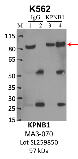 ThermoFisher_MA3-070_SL259850_KPNB1.png<br>Caption: IP-WB analysis of K562 whole cell lysate using the KPNB1 specific antibody, MA3-070. Lanes 1 and 3 are 2.5% of five million whole cell lysate input. Lanes 2 and 4 are 50% of IP enrichment from five million whole cell lysate using normal IgG antibody and the KPNB1-specific antibody, MA3-070. The same antibody was used to detect protein levels via Western blot. This antibody passes preliminary validation and will be further pursued for secondary validation. *NOTE* Protein sizes are taken from Genecards.org and are only estimates based on sequence. Actual protein size may differ based on protein characteristics and electrophoresis method used.