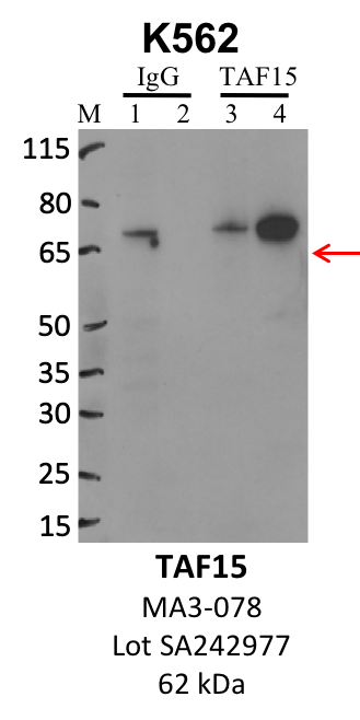 ThermoFisher_MA3-078_SA242977_TAF15.png<br>Caption: IP-WB analysis of K562 whole cell lysate using the TAF15 specific antibody, MA3-078. Lanes 1 and 3 are 2.5% of five million whole cell lysate input. Lanes 2 and 4 are 50% of IP enrichment from five million whole cell lysate using normal IgG antibody and the TAF15-specific antibody, MA3-078. The same antibody was used to detect protein levels via Western blot. This antibody passes preliminary validation and will be further pursued for secondary validation. *NOTE* Protein sizes are taken from Genecards.org and are only estimates based on sequence. Actual protein size may differ based on protein characteristics and electrophoresis method used.